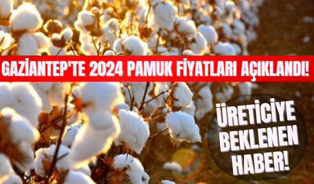 Gaziantep'te 2024 Pamuk Fiyatları Açıklandı: Üreticiye Beklenen Haber